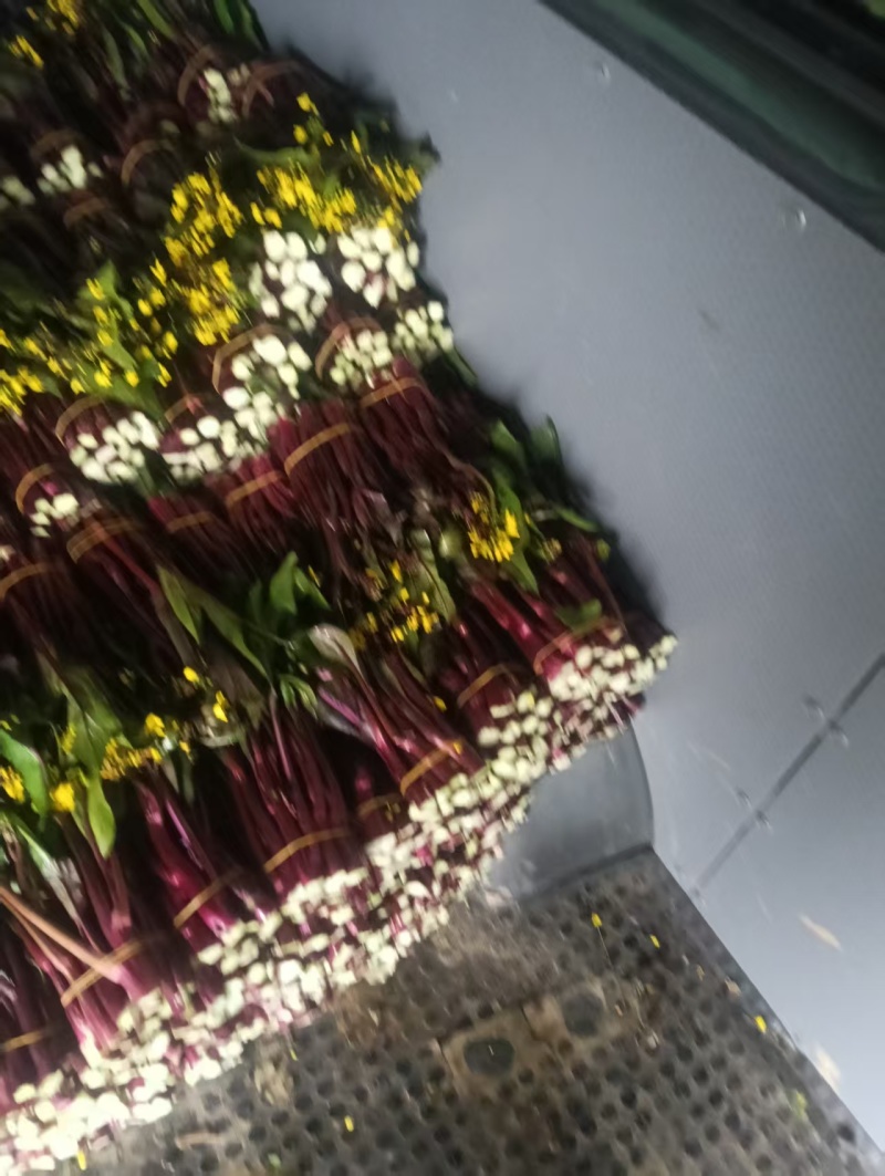 云贵高原红菜苔