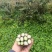 云贵高原红菜苔