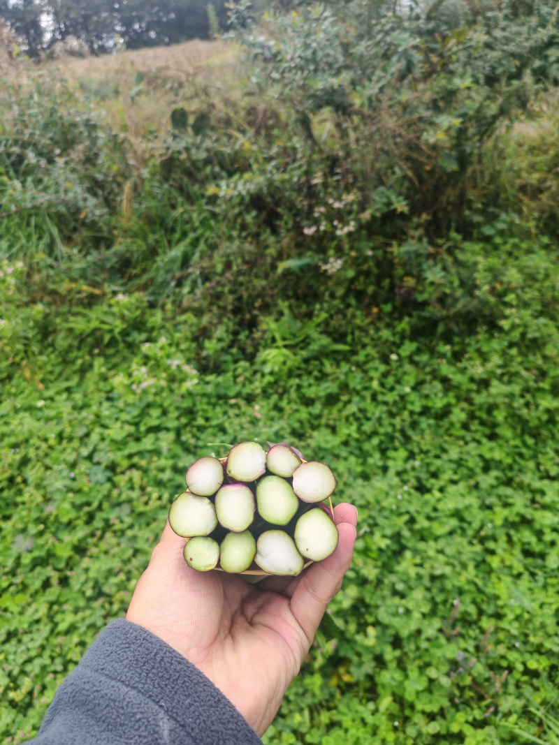 云贵高原红菜苔