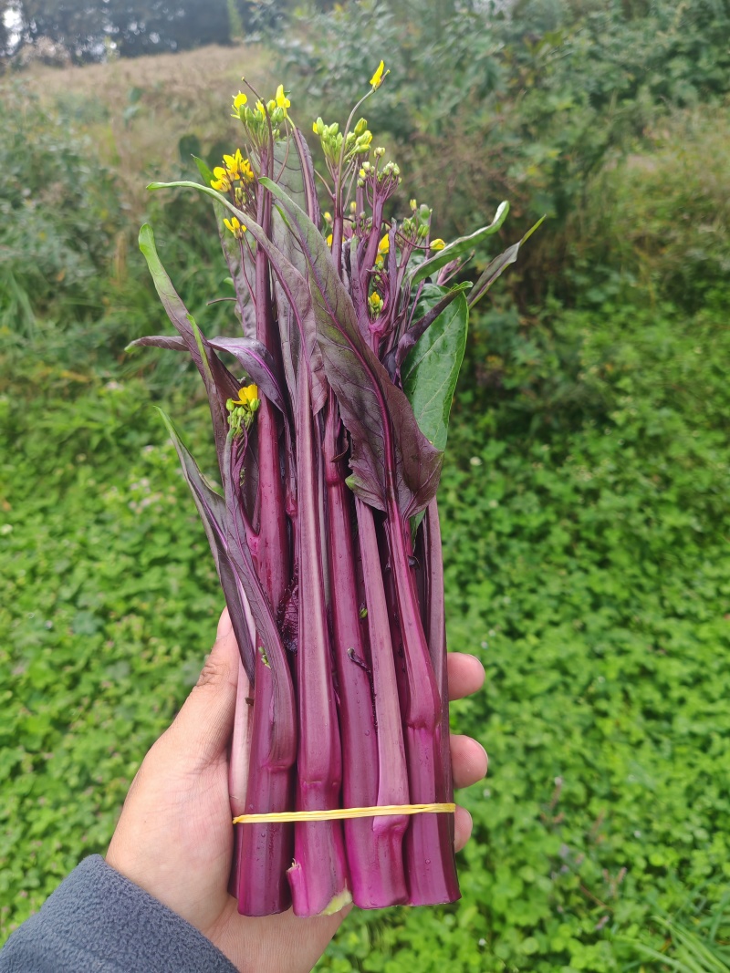 云贵高原红菜苔