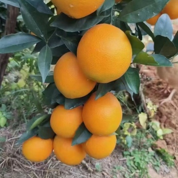 赣南脐橙