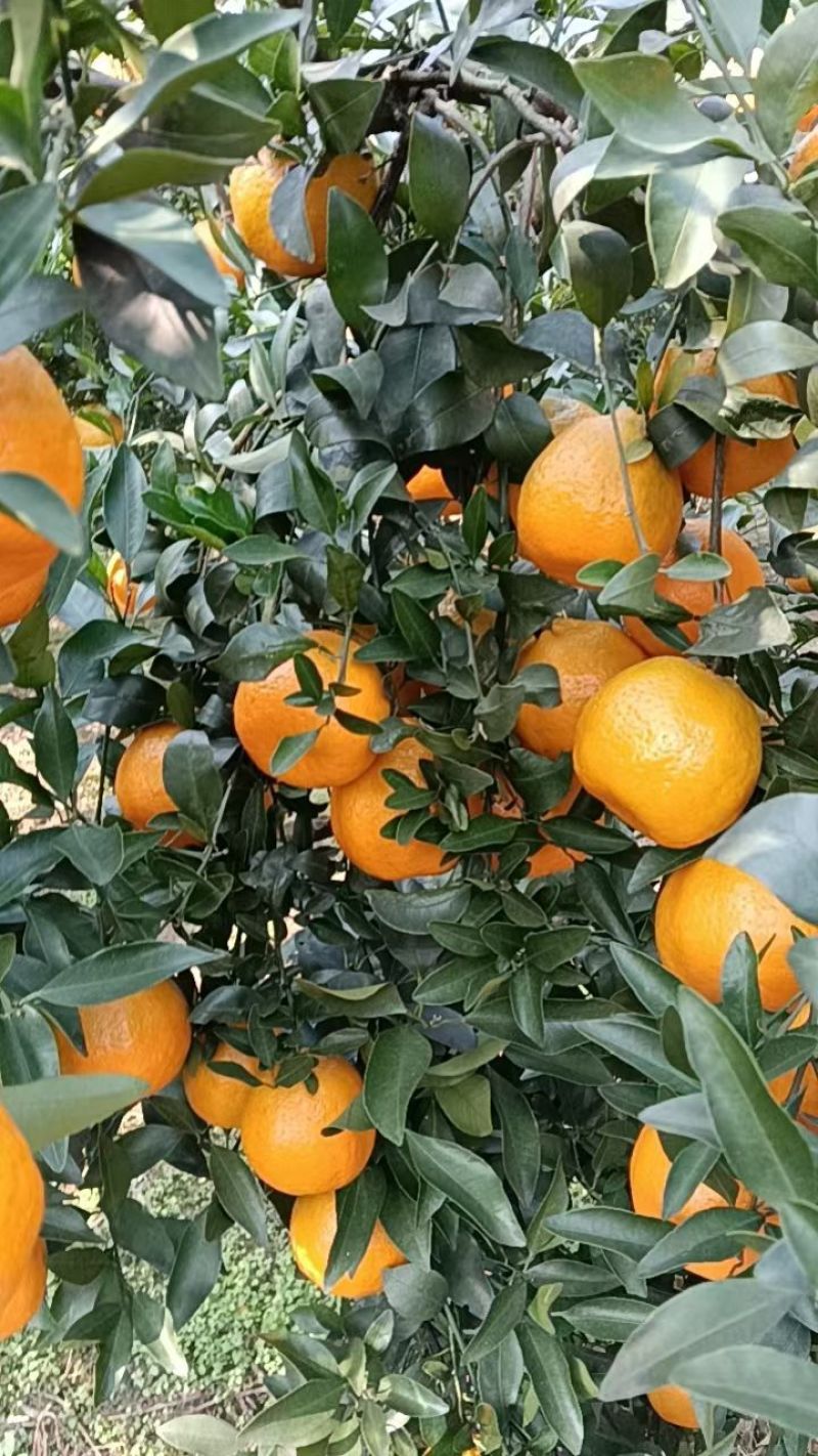 碰柑