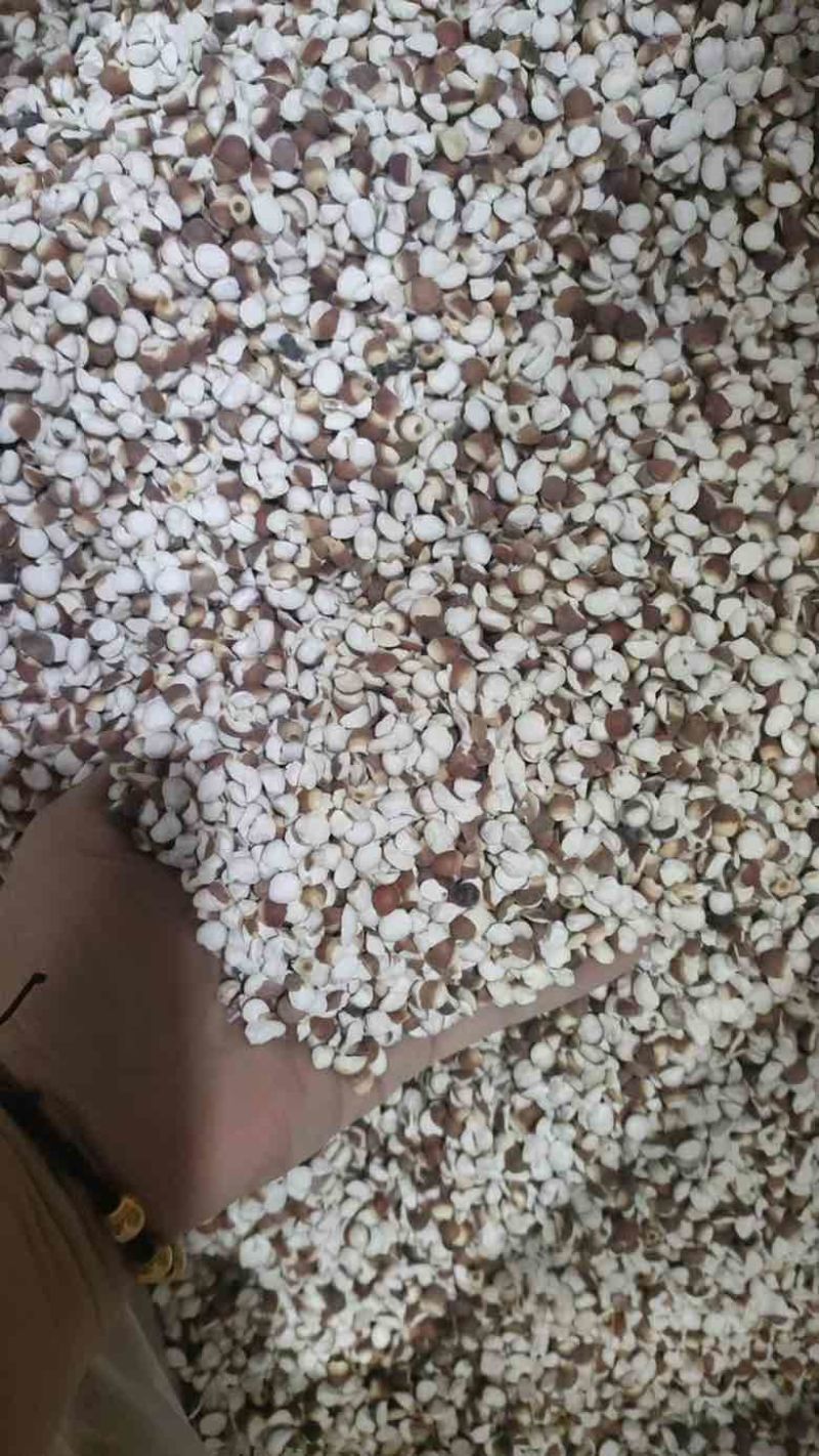产地直销芡实鸡头米药食两用养生原料量大价优长期批发50斤