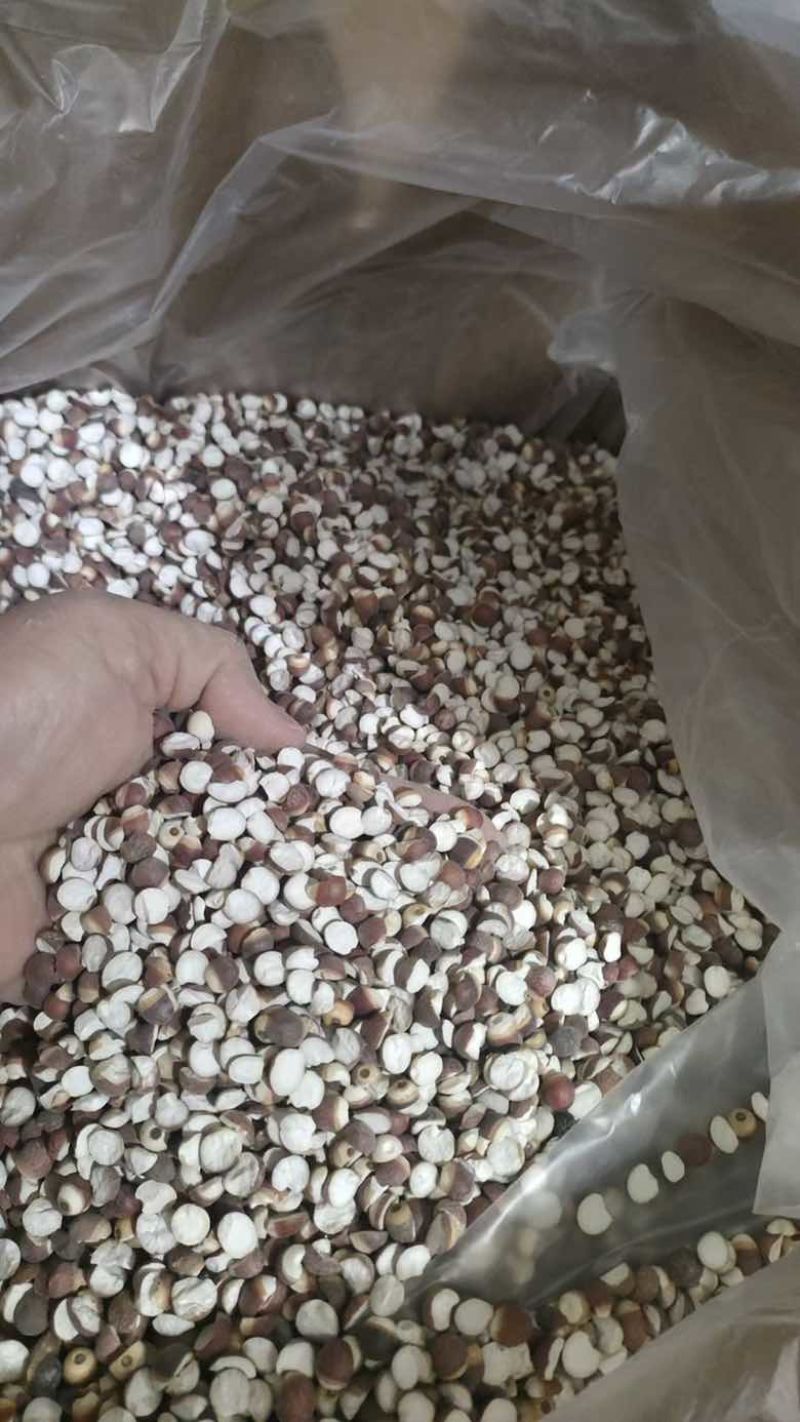产地直销芡实鸡头米药食两用养生原料量大价优长期批发50斤