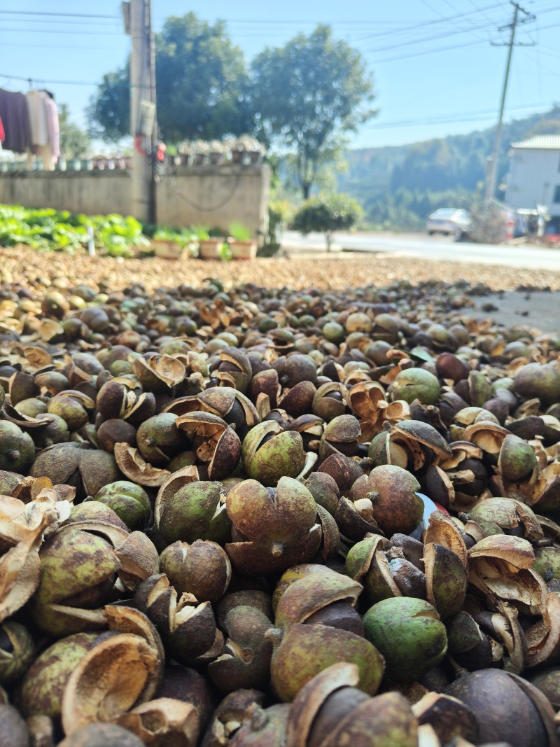 山茶油