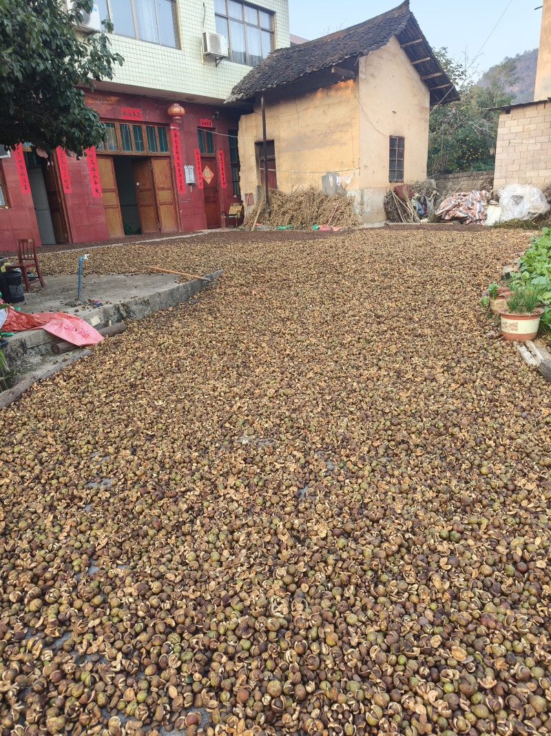 山茶油