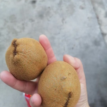 翠玉猕猴桃