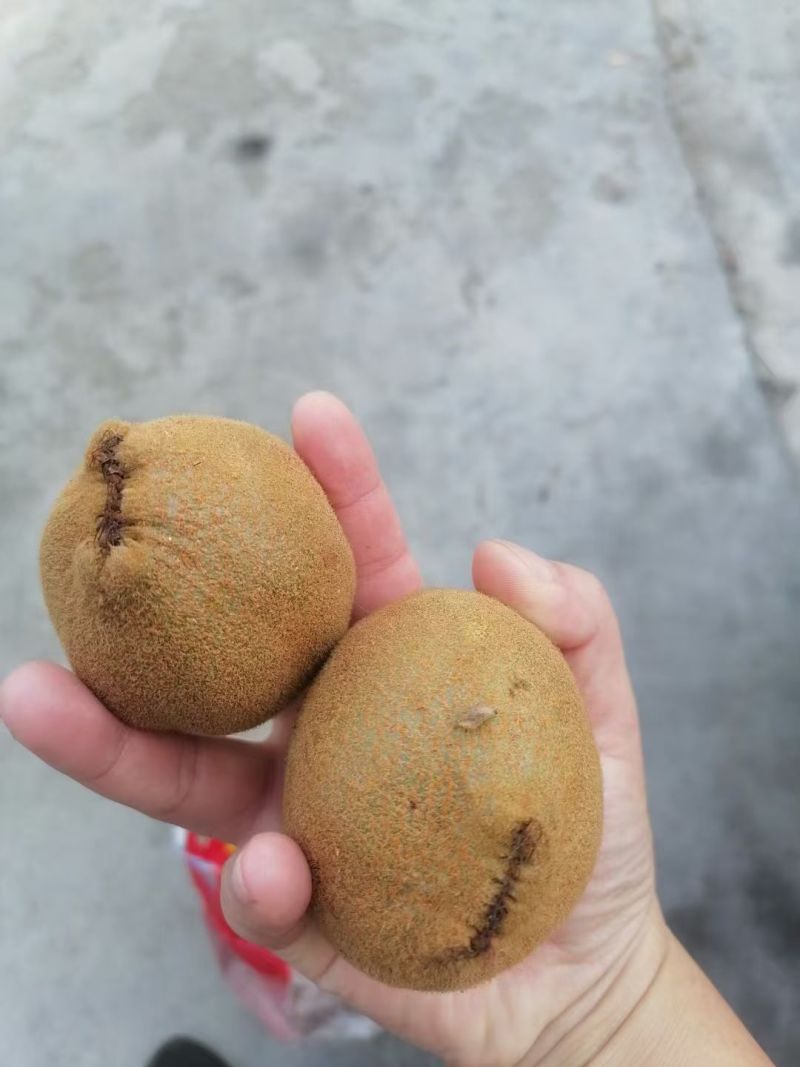 翠玉猕猴桃