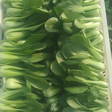 叶菜