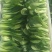 叶菜