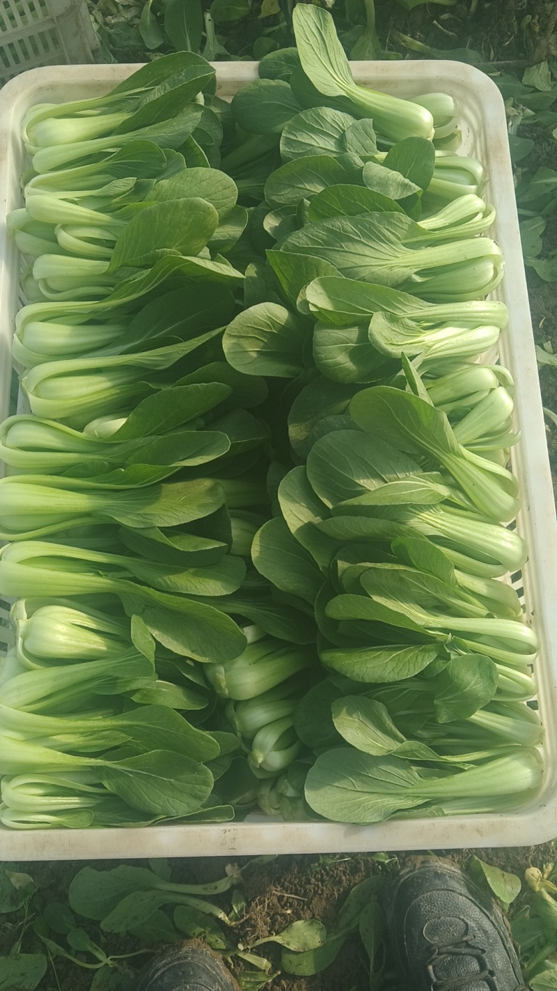 叶菜