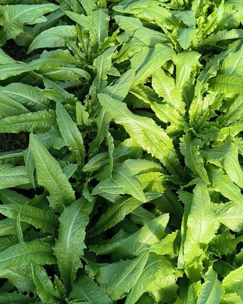 油麦菜