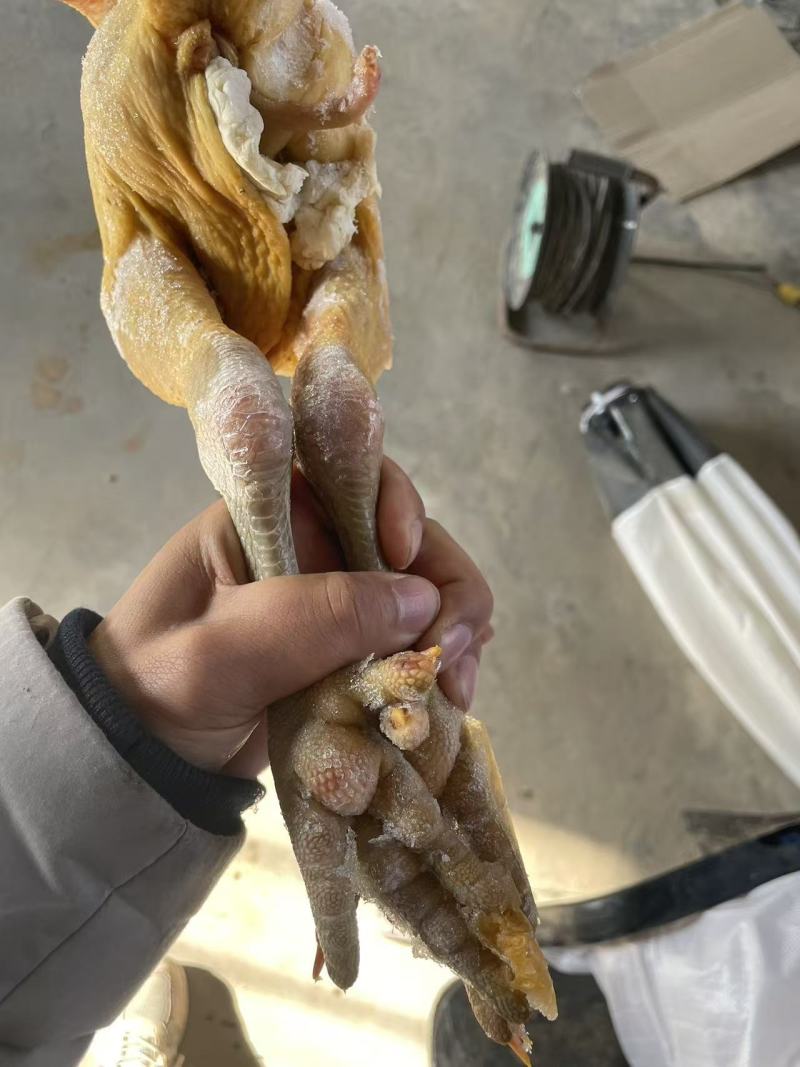 农场土鸡白条.鸽子白条各种规格