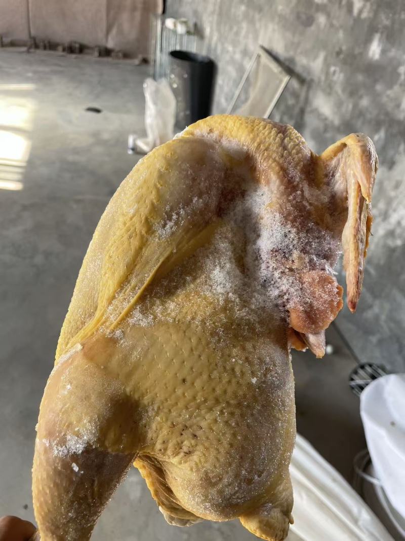 农场土鸡白条.鸽子白条各种规格