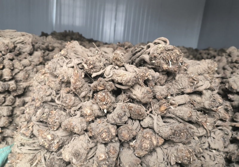 当归厂家直发热卖中大量批发价格实惠回头客多欢迎咨询