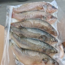 三去鲈鱼