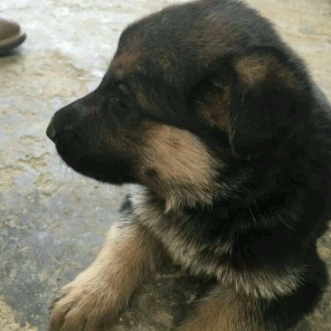 德牧幼犬7只