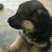 德牧幼犬7只