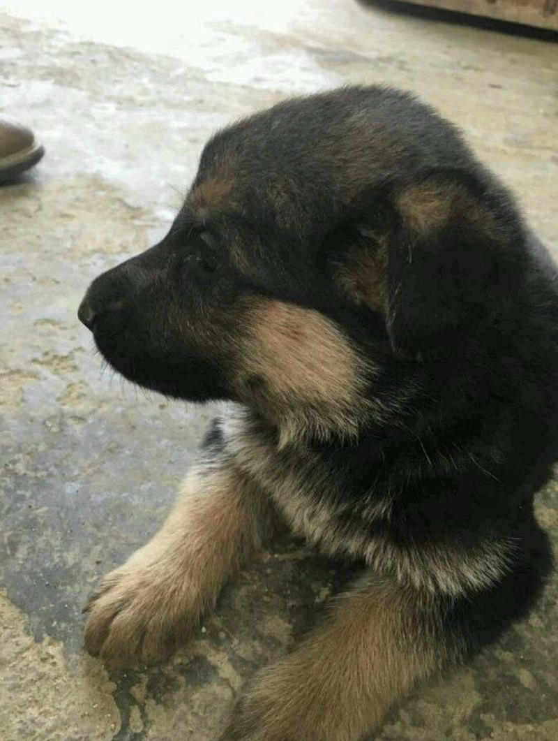 德牧幼犬7只