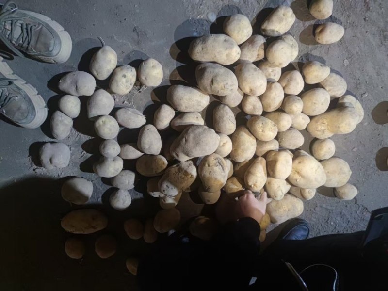 黄心土豆沃土土豆基地直发对接市场商超电商