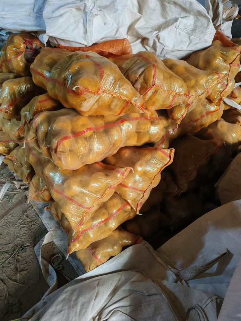 黄心土豆沃土土豆基地直发对接市场商超电商