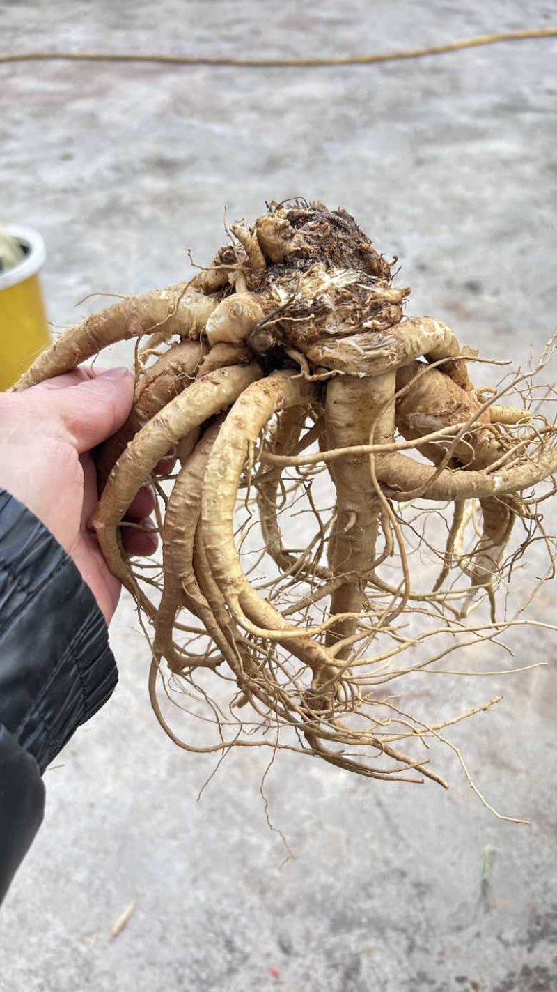 云南药当归鲜货