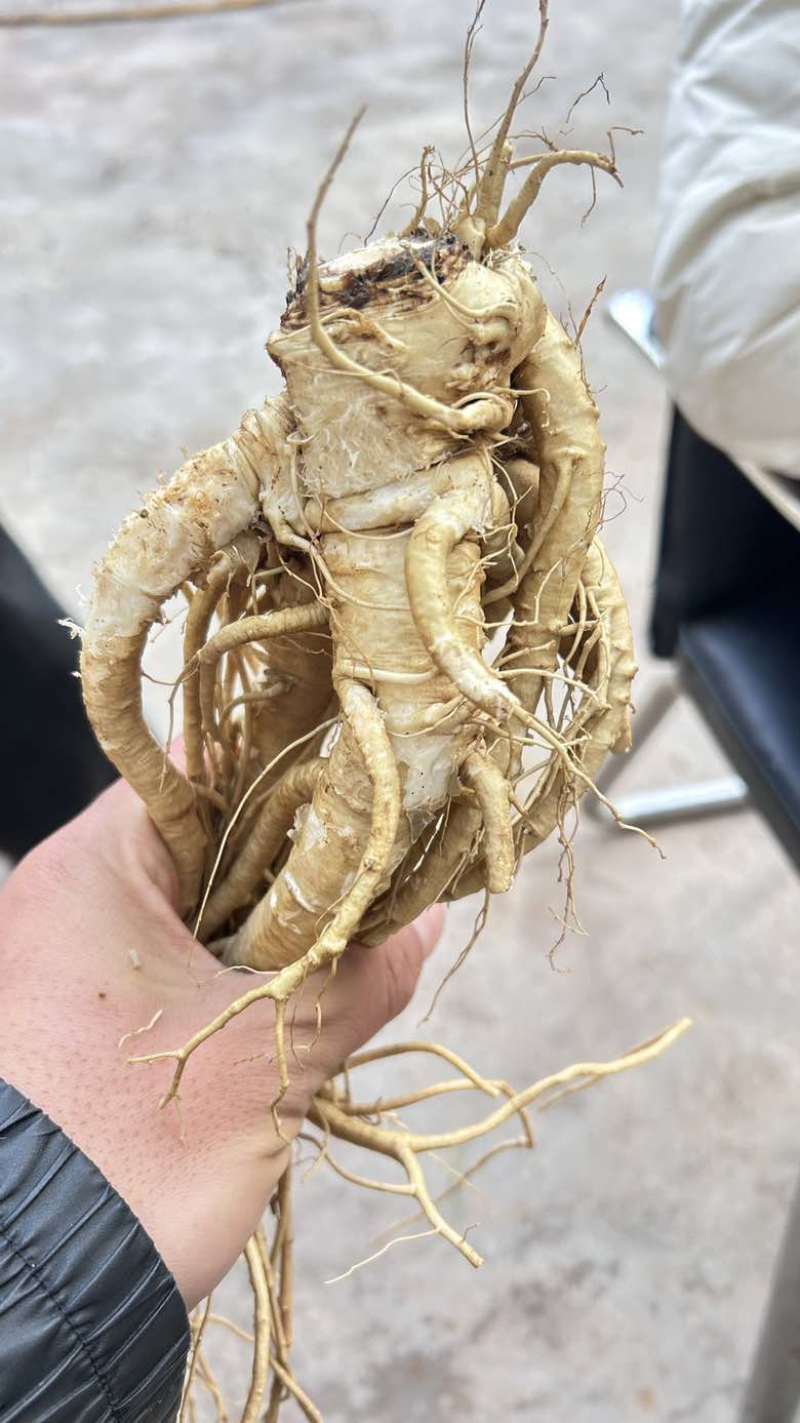 云南药当归鲜货