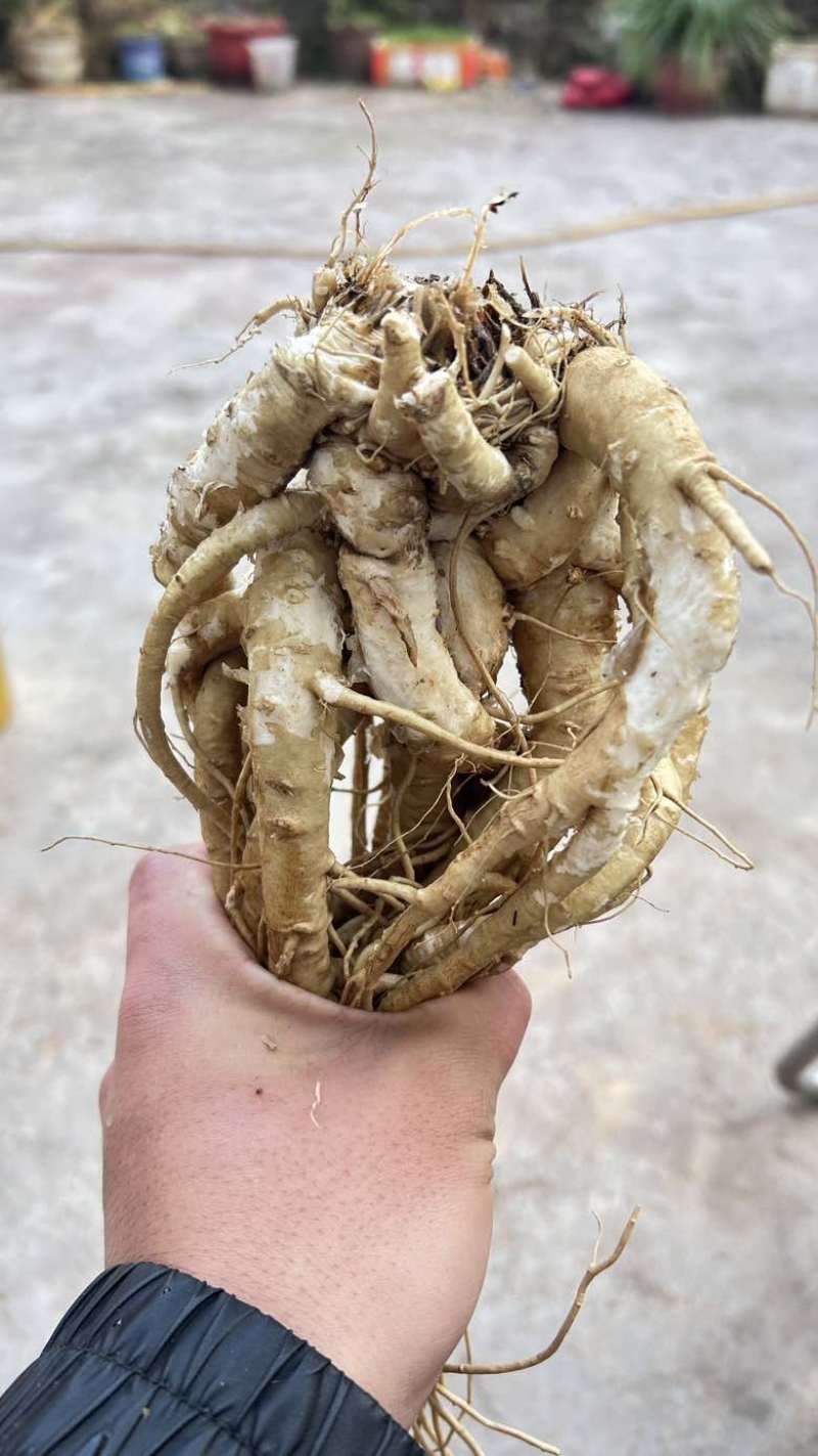 云南药当归鲜货