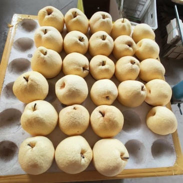山西万亩贡梨基地，精品优质贡梨，优质酥梨，口感酥脆蜜甜，