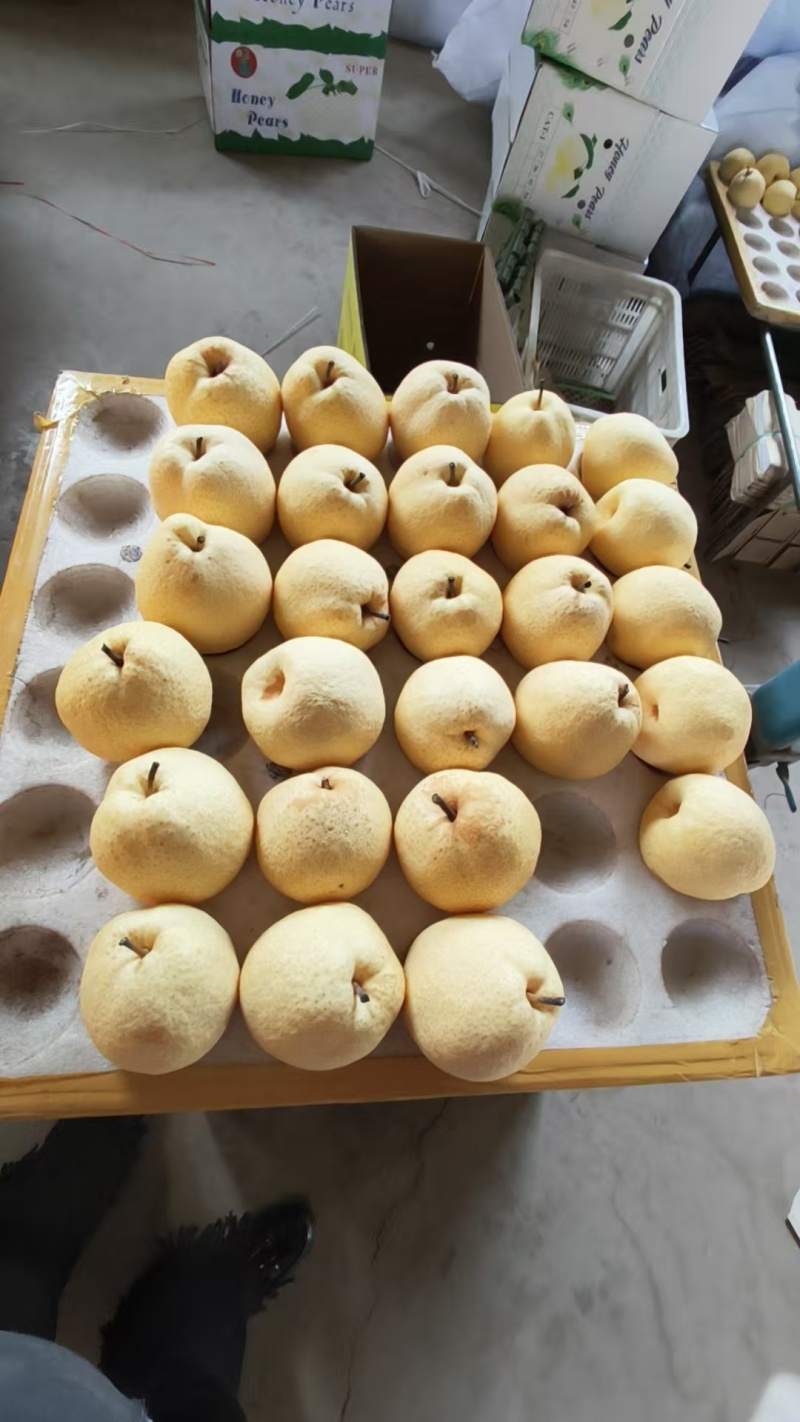 山西万亩贡梨基地，精品优质贡梨，优质酥梨，口感酥脆蜜甜，
