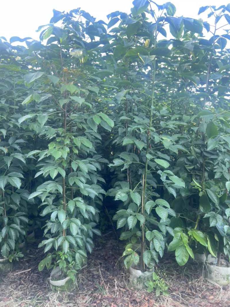 秋枫原生苗1-3分，各种规格，大量低价出售