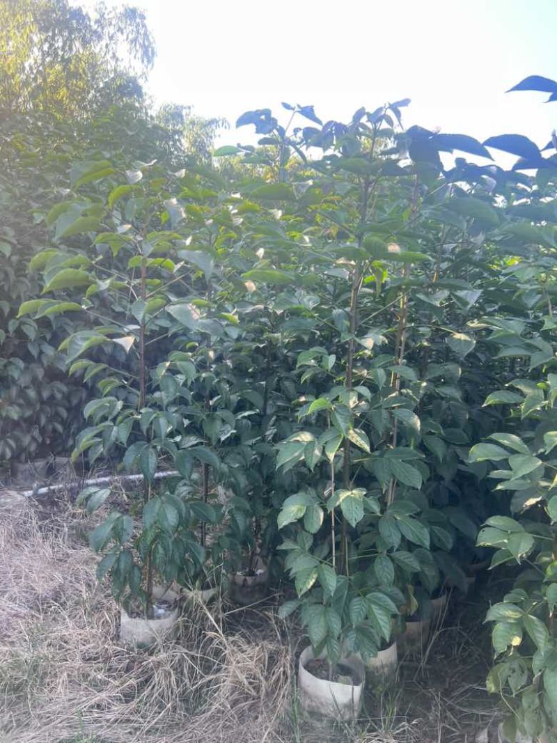 秋枫原生苗1-3分，各种规格，大量低价出售