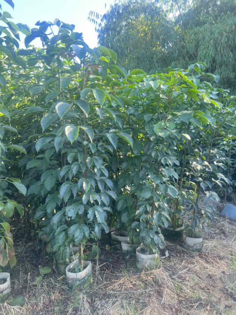 秋枫原生苗1-3分，各种规格，大量低价出售