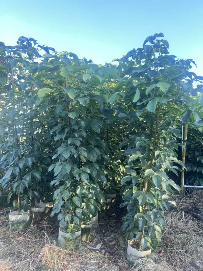秋枫原生苗1-3分，各种规格，大量低价出售