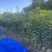 秋枫原生苗1-3分，各种规格，大量低价出售