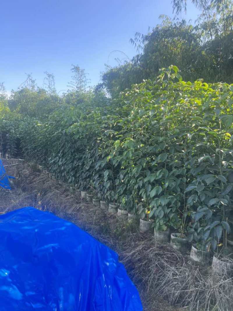 秋枫原生苗1-3分，各种规格，大量低价出售
