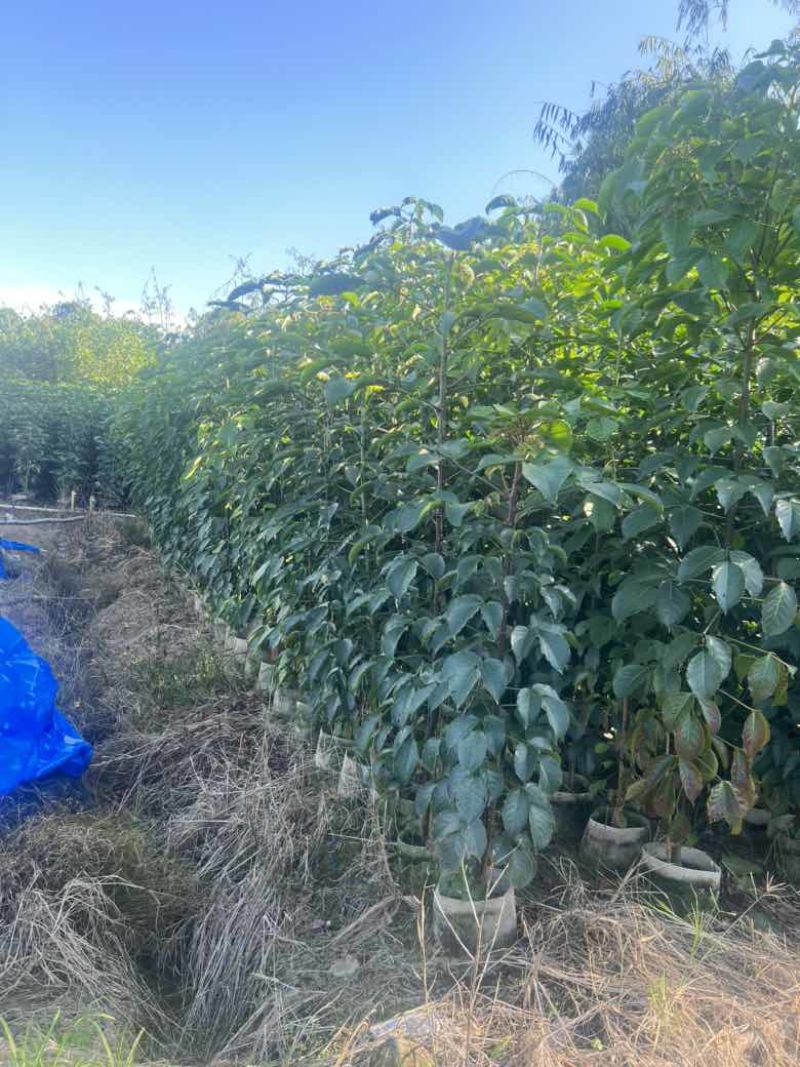 秋枫原生苗1-3分，各种规格，大量低价出售
