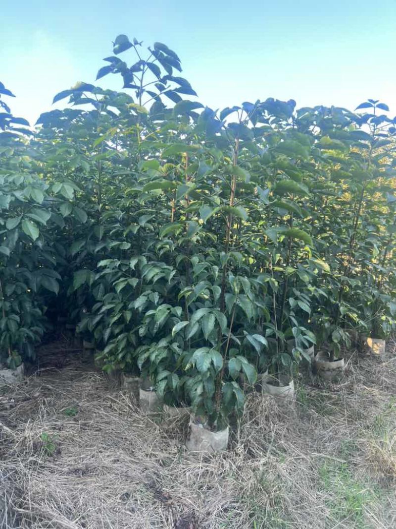 秋枫原生苗1-3分，各种规格，大量低价出售