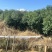 香樟原生苗1-3分，各种规格，大量低价出售
