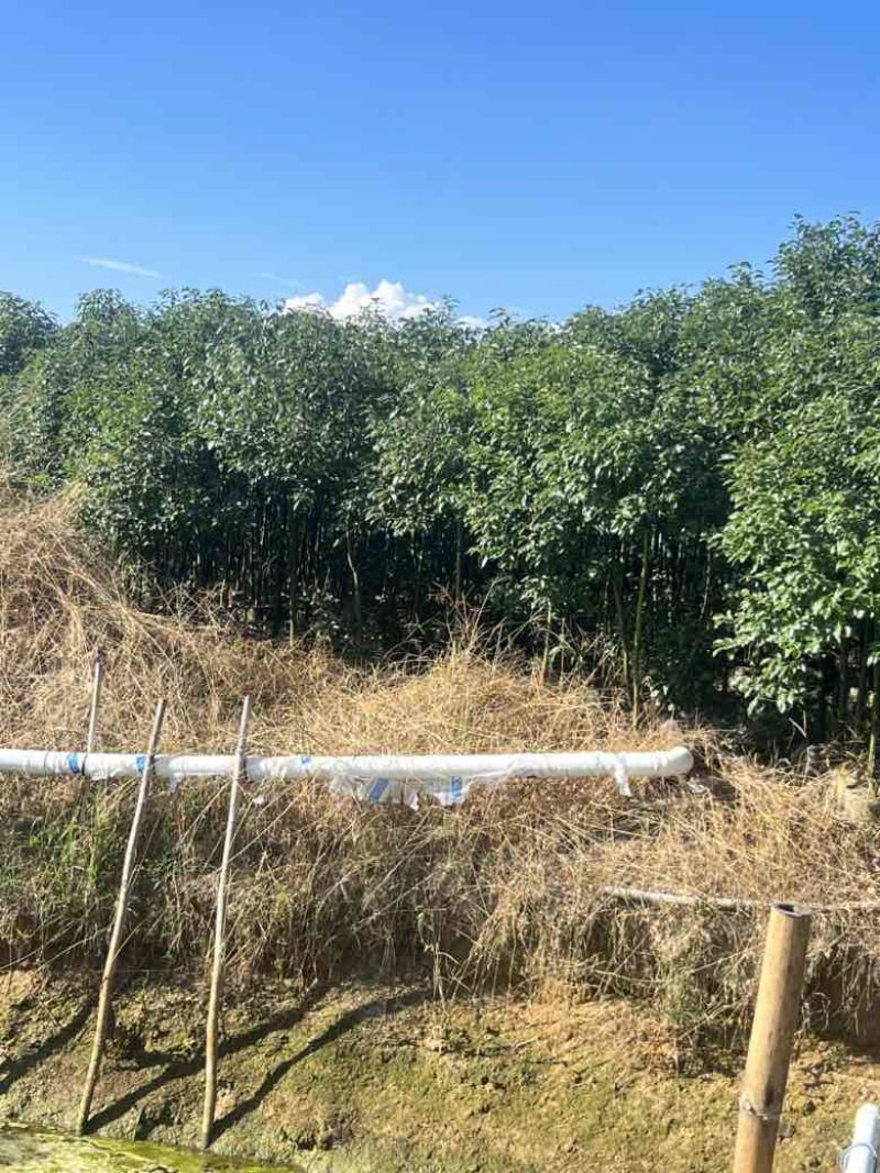 香樟原生苗1-3分，各种规格，大量低价出售