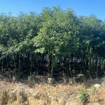 香樟原生苗1-3分，各种规格，大量低价出售