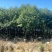 香樟原生苗1-3分，各种规格，大量低价出售