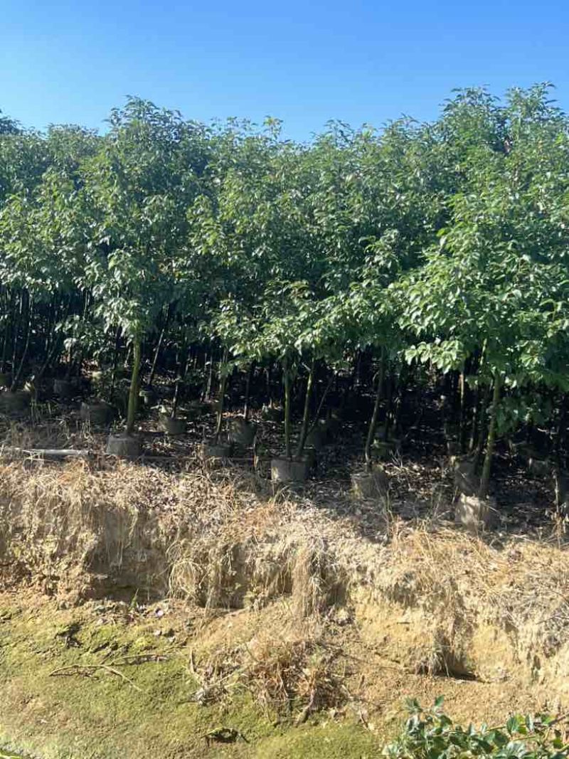香樟原生苗1-3分，各种规格，大量低价出售