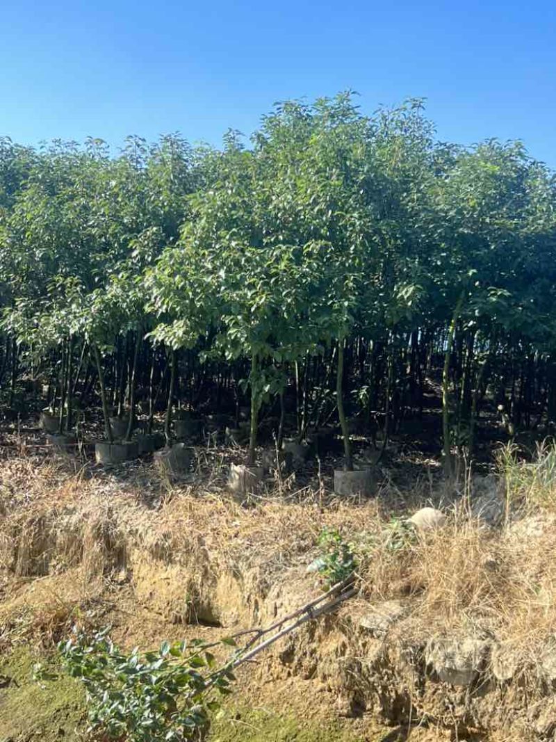 香樟原生苗1-3分，各种规格，大量低价出售