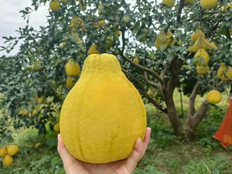 江永香柚