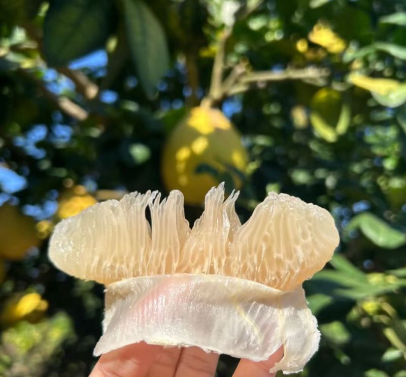江永香柚