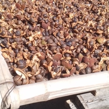 茶油，茶果