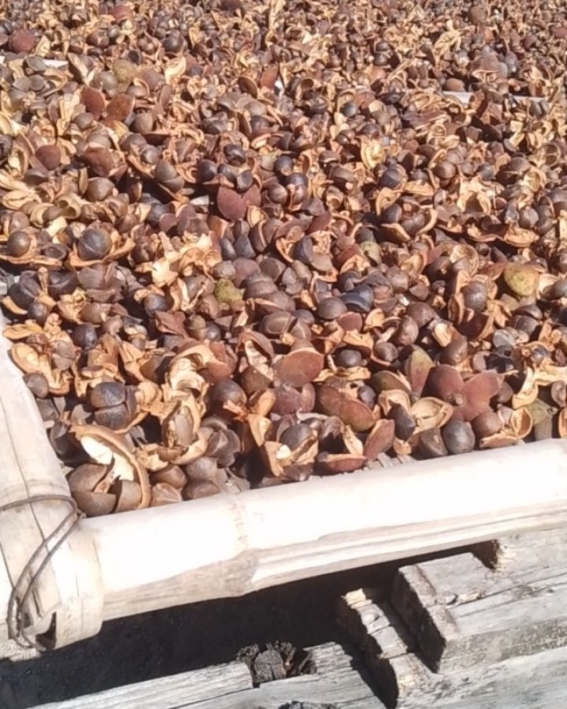 茶油，茶果