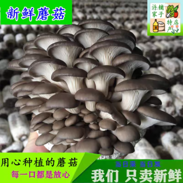 新鲜现摘小平菇蘑菇食用菌姬菇秀珍菇黑蘑菇侧耳菇火锅菌菇
