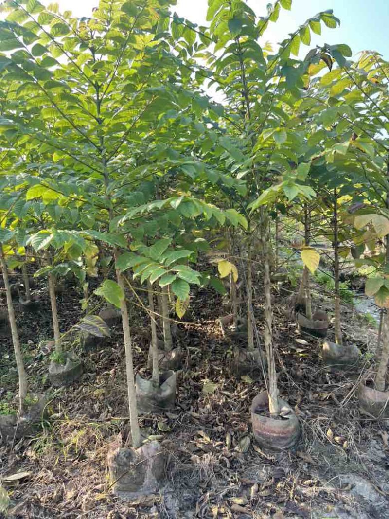 火焰木原生苗1-3分，各种规格，大量低价出售